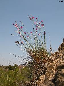 H�bitat y h�bito del clavelillo de la Almenara (Dianthus anticarius subsp. saorinii)