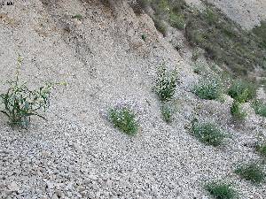 Terrapl�n margoso, h�bitat del collej�n de los Garres