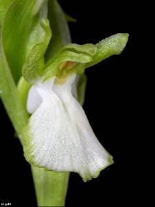 Flor de Orchis collina hipocrom�tica