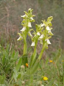 H�bito y h�bitat de Orchis collina hipocrom�ticas