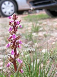 Orchis collina amenazada por aparcamiento de veh�culos
