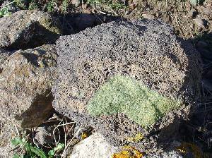 Xenolito de lherzolita, en color verde por su alto contenido en olivino, incluido en un  piroclasto con estructura vacuolar