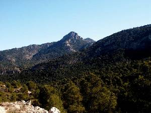 Pinar de repoblaci�n en Sierra Espu�a