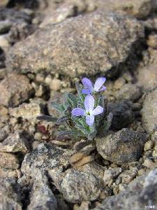 Ca�adas de San Pedro (Murcia)