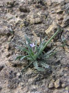 Ca�adas de San Pedro (Murcia)