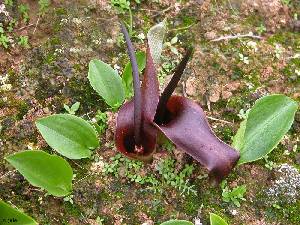 Los Mart�nez del Puerto (Murcia)