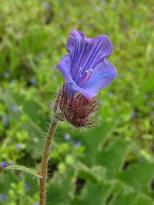 El Ca�arico (Alhama de Murcia)