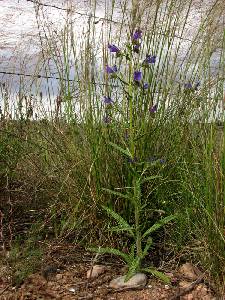 El Ca�arico (Alhama de Murcia)