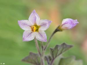 El Ca�arico (Alhama de Murcia)