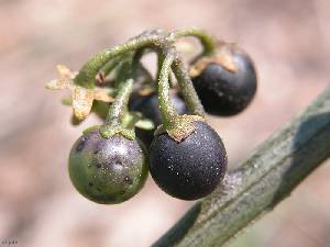 Punta Brava-El Carmol� (Cartagena)