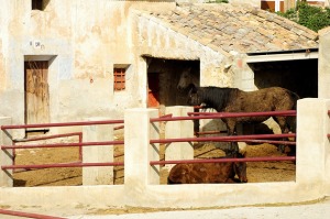 Granja equina  - Juan de la Cruz