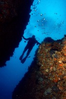 Buceo en la reserva natural de Cabo de Palos e Islas Hormigas[Cabo de Palos, santuario marino mundial]