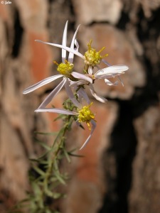 Sierra Espu�a
