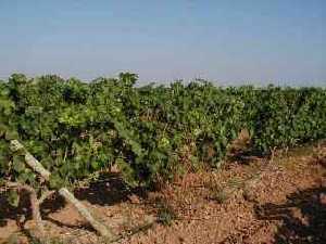 Vi�edo del Campo de Cartagena