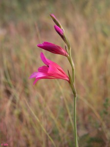 El Ca�arico (Alhama de Murcia)