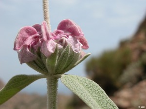 Phlomis purpurea subsp. almeriensis, pr. de Carboneras (Almer�a)