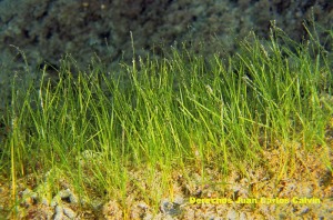 Zostera noltii - Juan Carlos Calvn