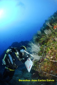 Figura 3. Las Reservas han permitido o facilitado abrir lneas de investigacin que se estn comprobando como muy importantes para la conservacin de mares y ocanos