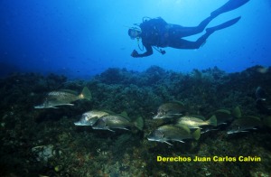 Figura 5. El buceo deportivo est permitido en las reservas pero bajo un control de la actividad