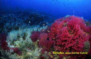 Figura 6. Los paisajes de los fondos de la reserva son de una gran belleza y riqueza de especies, siendo estas cualidades uno de los motivos principales para su proteccin