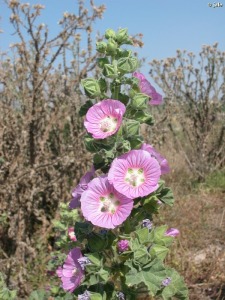 Saladares del Guadalent�n