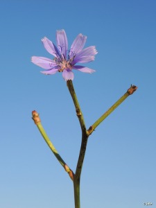 El Moj�n (San Pedro del Pinatar)