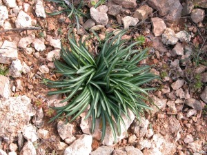 Faro de Puerto de Mazarr�n