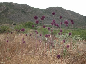 Torre de Nicolas P�rez