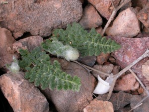 Rambla del R�o Amir