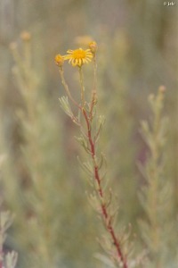 Marina del Carmol�