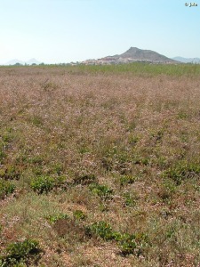 Marina del Carmol�