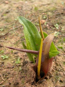 Los Mart�nez del Puerto