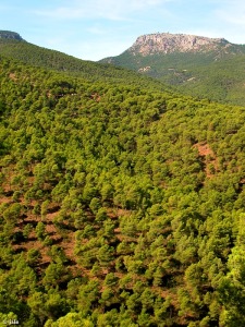 Pinares de Sierra Espu�a, resultado de una excelente repoblaci�n del cartagenero Ricardo Codorni�