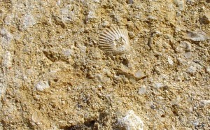 Detalle de las calizas bioclsticas originadas en medios marinos de hace 11 Ma. Son las que coronan las cuevas de Zan 