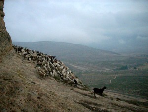 Cae la tarde en las cuevas. El ganado segureo, con equilibrio y destreza, pasa por la estrecha senda que lo lleva a su refugio. Silencio que si se asustan pueden caer al precipicio! 