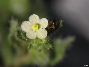 Los P�rez de Arriba (Cartagena)