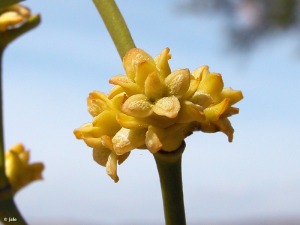 Puerto de la T�a Lucia