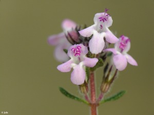 El Ca�arico (Alhama de Murcia)