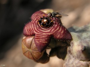 Faro de Puerto de Mazarrr�n