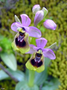 Umbr�a de los Lages (Murcia)