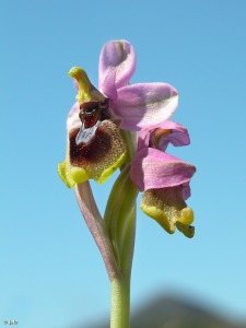 Atamar�a (Cartagena)