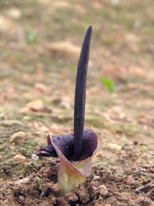 Los Mart�nez del Puerto (Murcia)