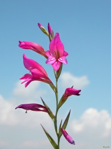 Campos de los Ba�os de Mula