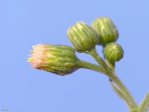 El Ca�arico (Alhama de Murcia)