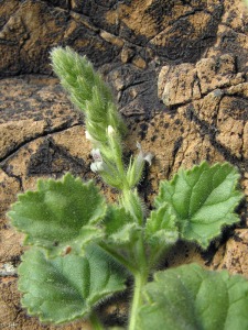 Umbr�a de los Lages (Murcia)