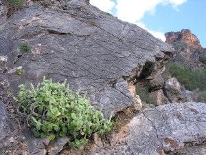 Umbr�a de los Lages (Murcia)