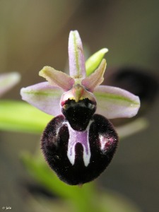 Sierra de Burete (Ceheg�n)