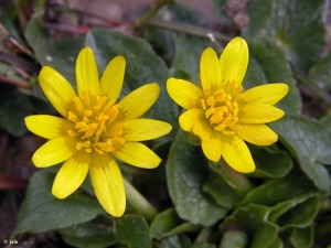 Ca�adas de Abajo (Nerpio-Albacete)