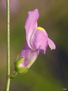 Umbr�a de los Lages (Murcia)