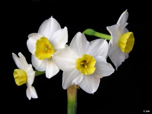 El Ca�arico (Alhama de Murcia)